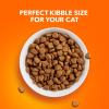 imageIAMS Proactive Health Healthy Adult Dry Cat Food with Real Salmon 22 lb BagAdult